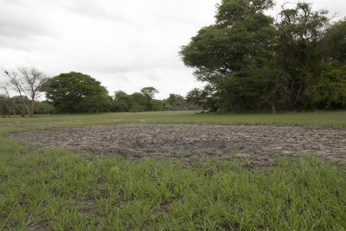A dried up watering hole.