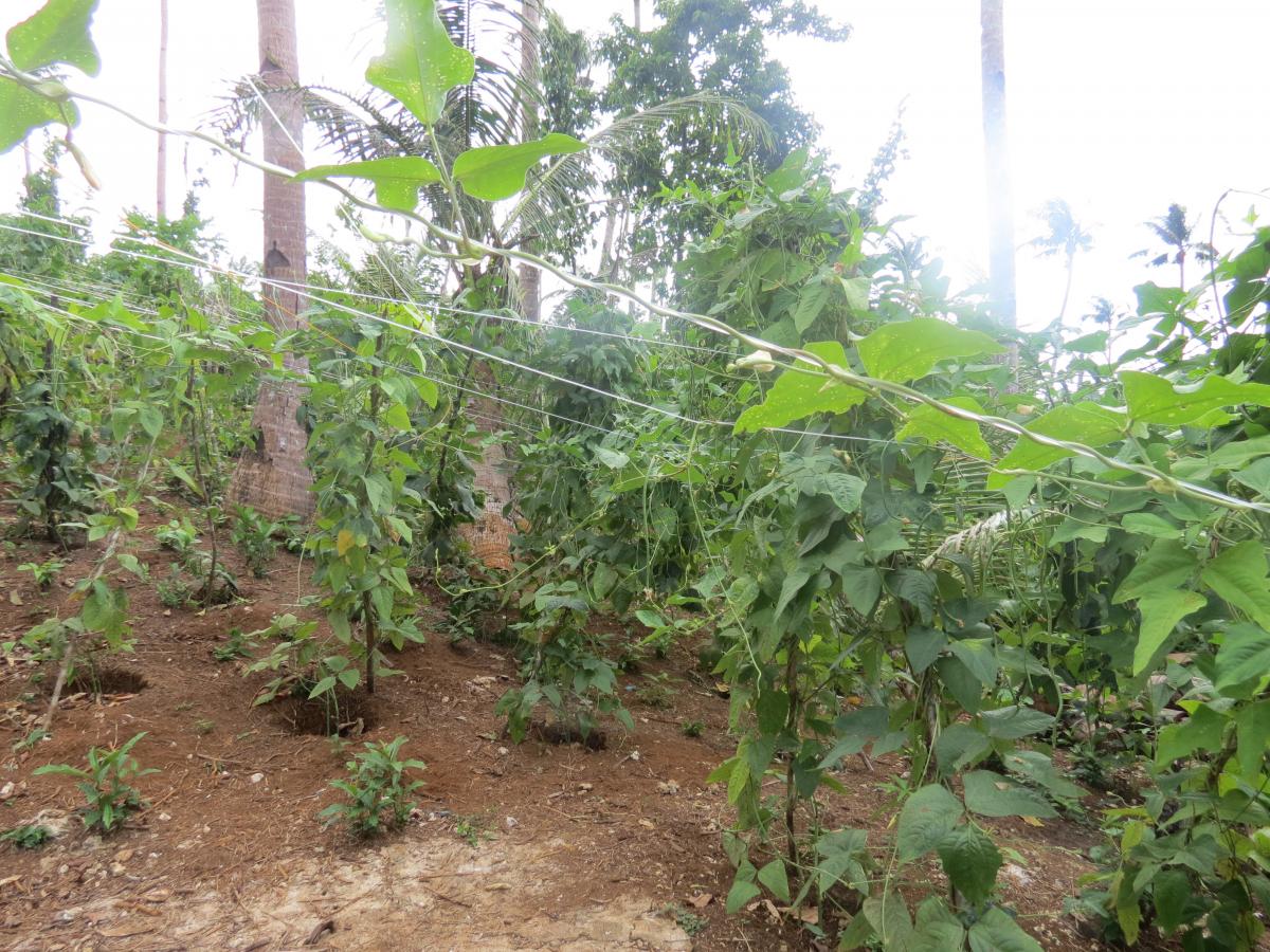String beans planted as part of the livelihoods projects