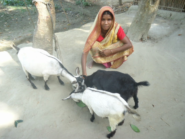 One of the many goat recipients through the World Renew Gift Catalog