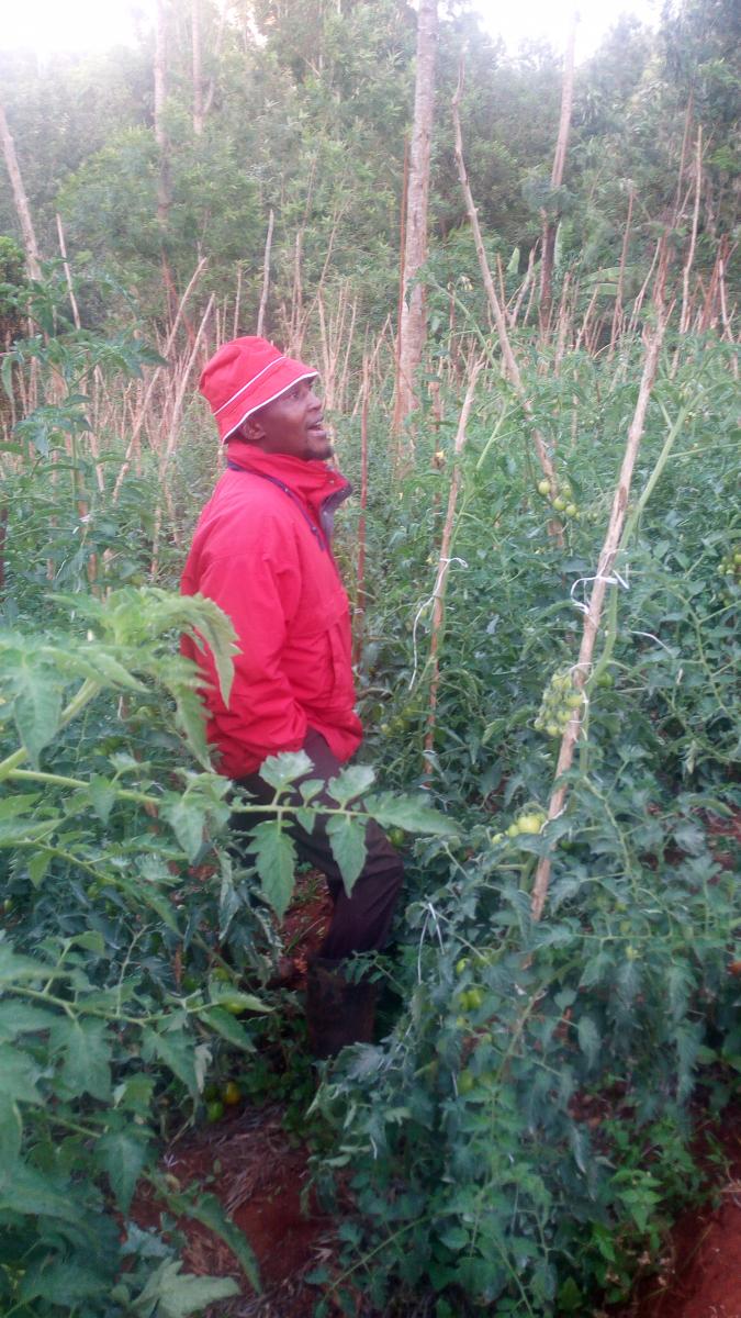 Joseph Gatitu in his tomato garden