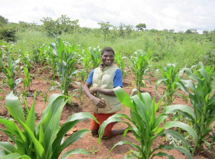 Top: Mercy proudly feeds her cows at Lidiwo village, Above: Careva smiling on his conservation farming plot at Mpatsa community