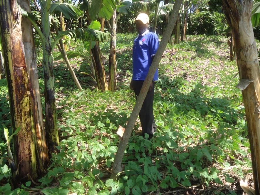 Top: Olivia in her Irish potato garden, ABOVE: Willy in his banana plantation