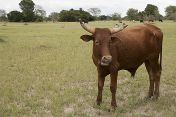 Grass should be taller than this cow this time of year.