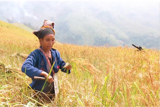 A scene from Bounkeo's vide: a woman singing a harvesting song.