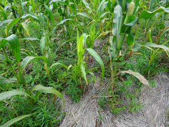 Agnes experiment plot. This corn plot was mulched and par ... uch healthier than the maize in the traditional plot