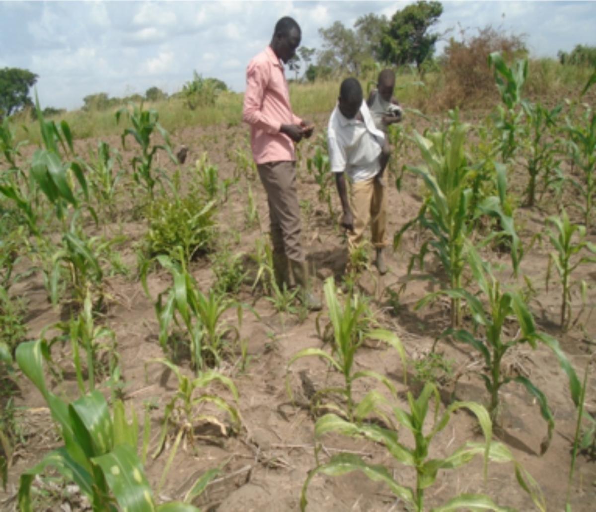Eremu Gilbert surveys his maize