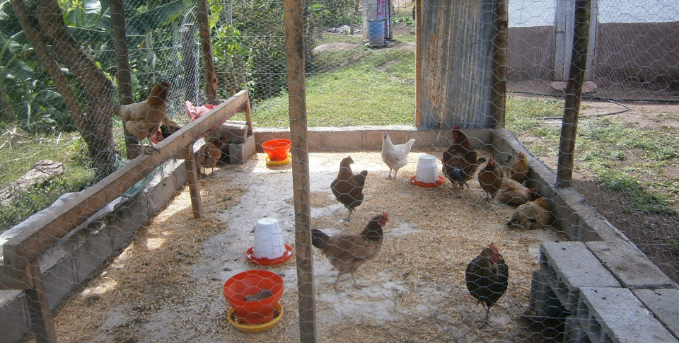 Women Engaged In Poultry Farming World Renew