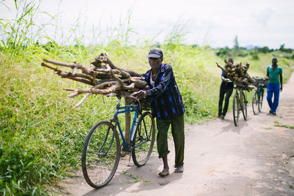 men steering bicycles loaded with tree branches