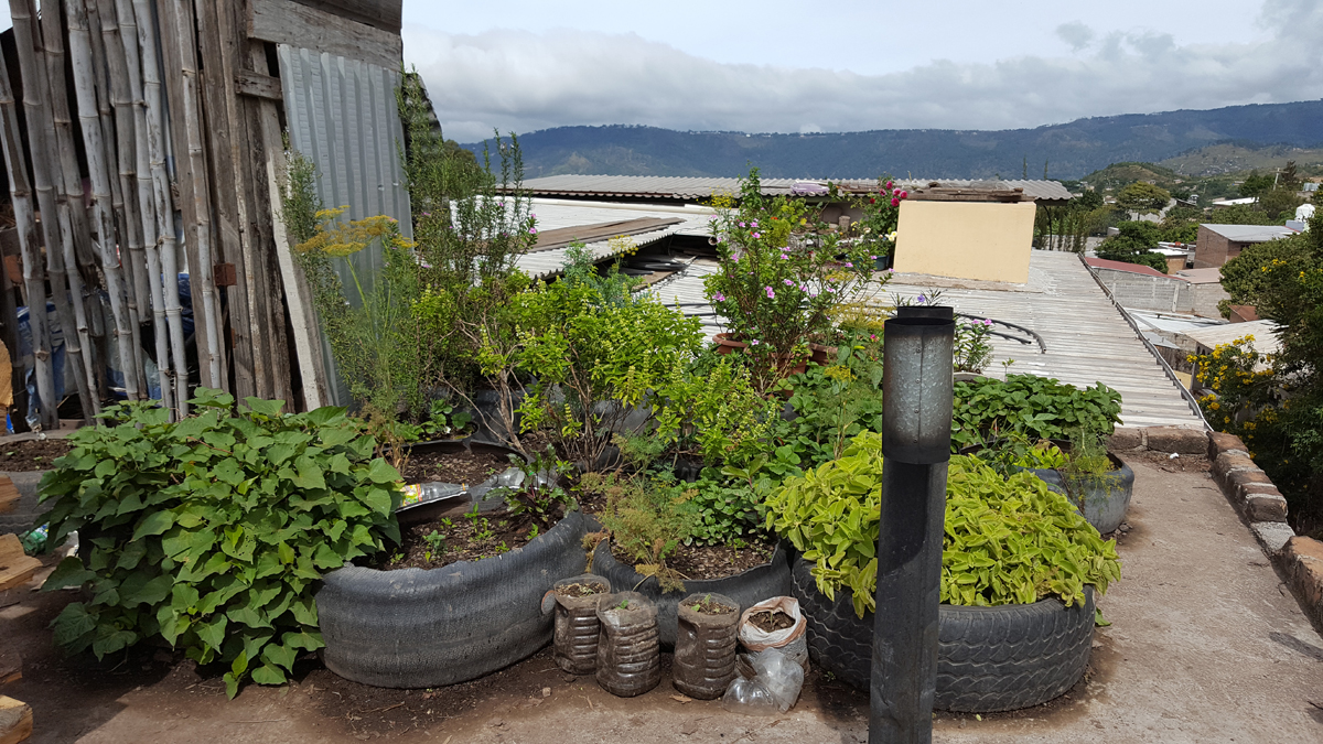 a garden made from old tires flourishing on a rooftop in Honduras