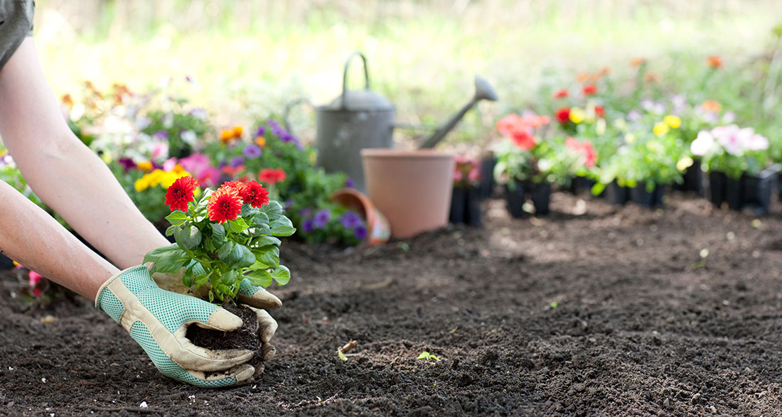 woman's hands planting flowers with more potted plants in the background