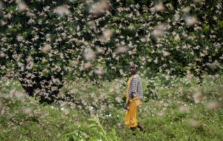 girl standing in field with locusts