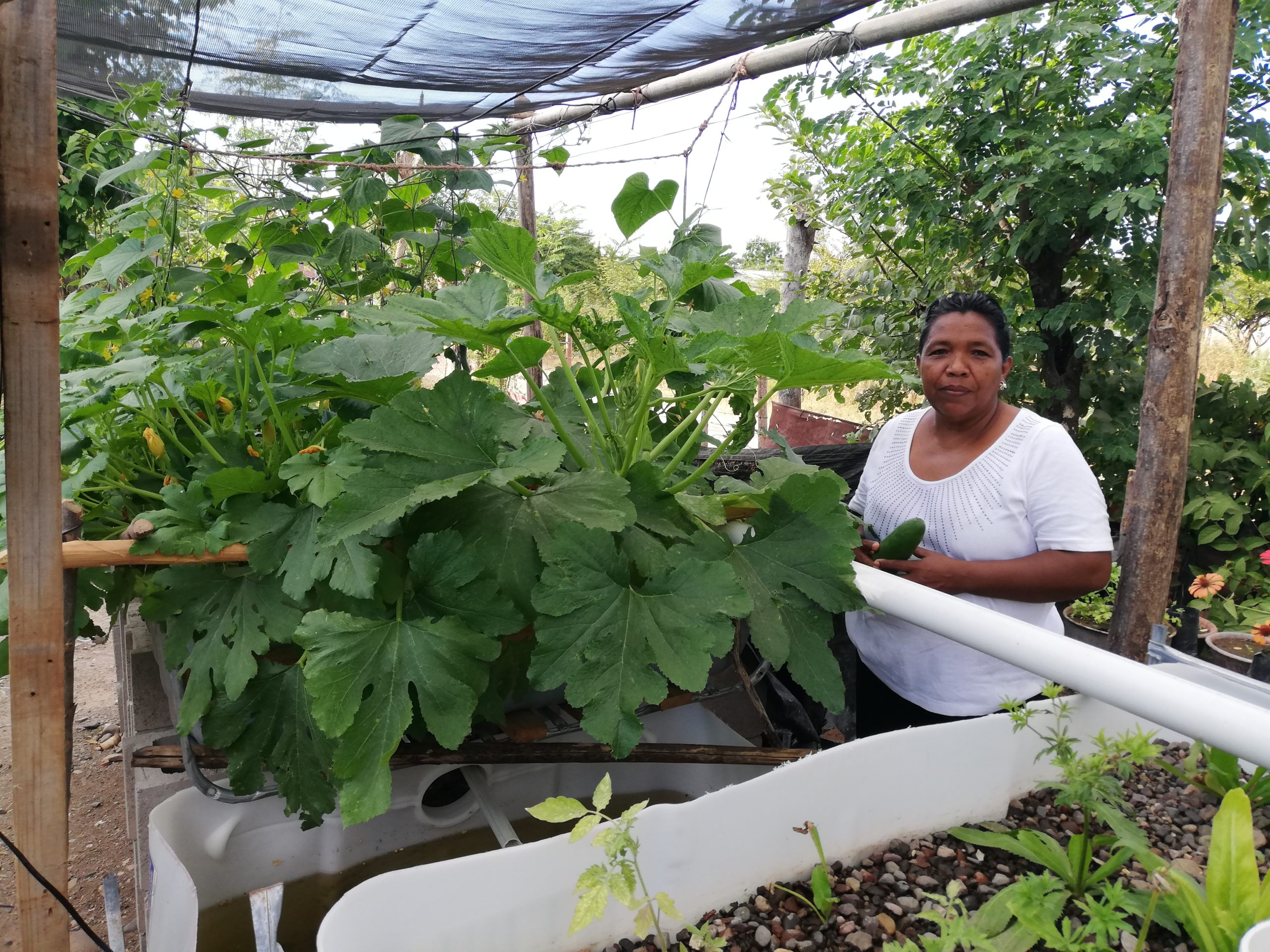 Honduran woman tending to plants