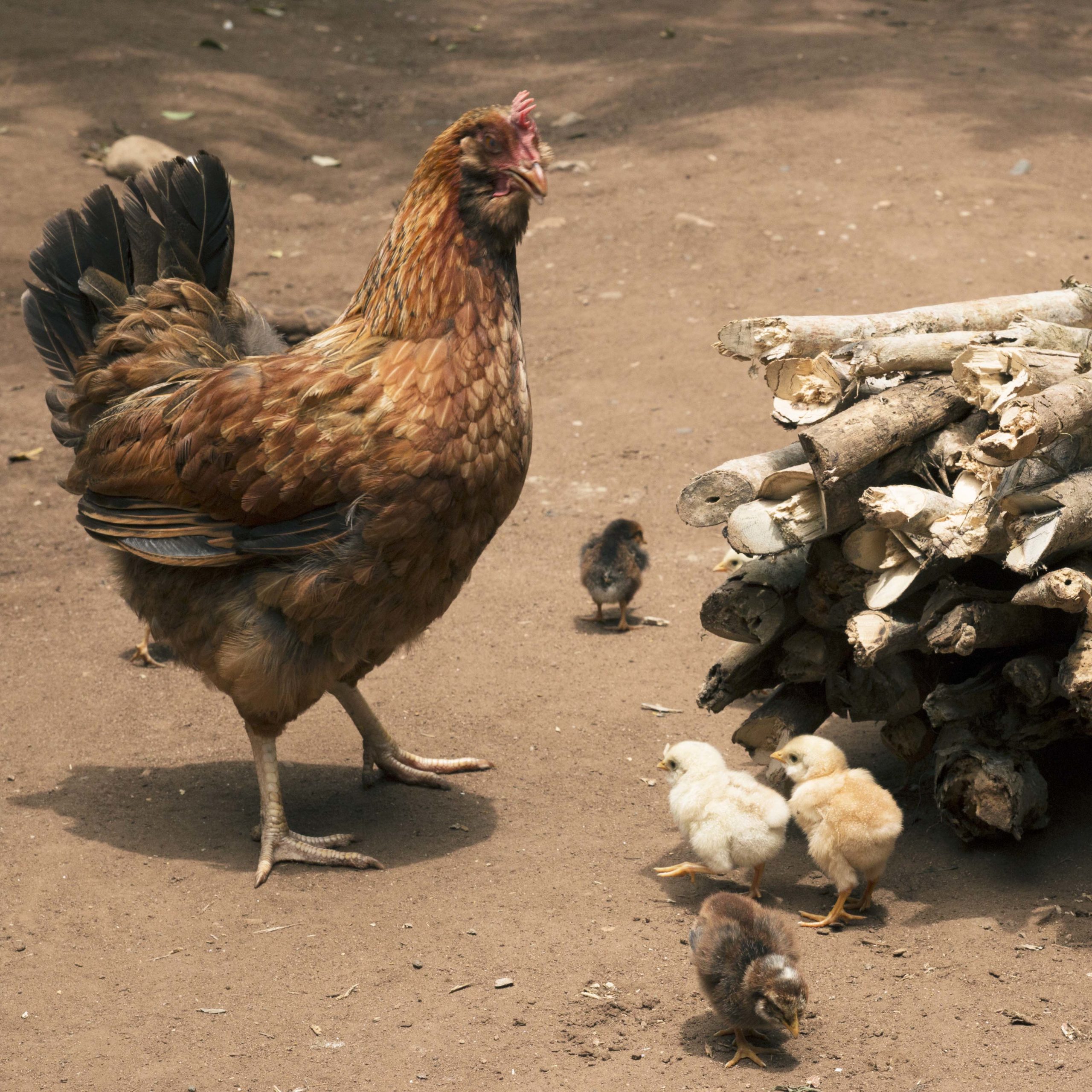 Honduras 2016 Close up photo of a rooster and 4 chicks