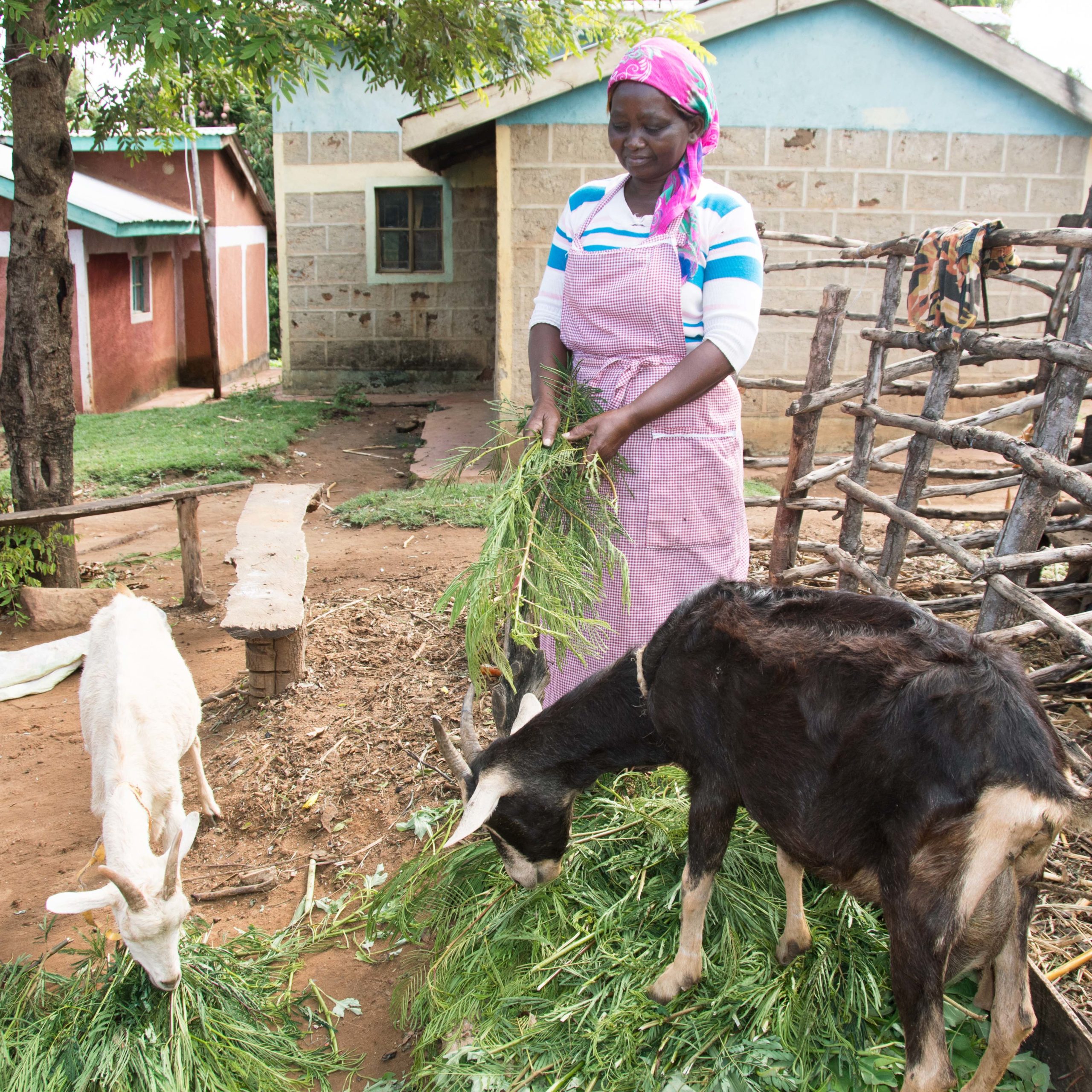 Conservation Agriculture Project, kenya Kenyan woman feeding a black goat