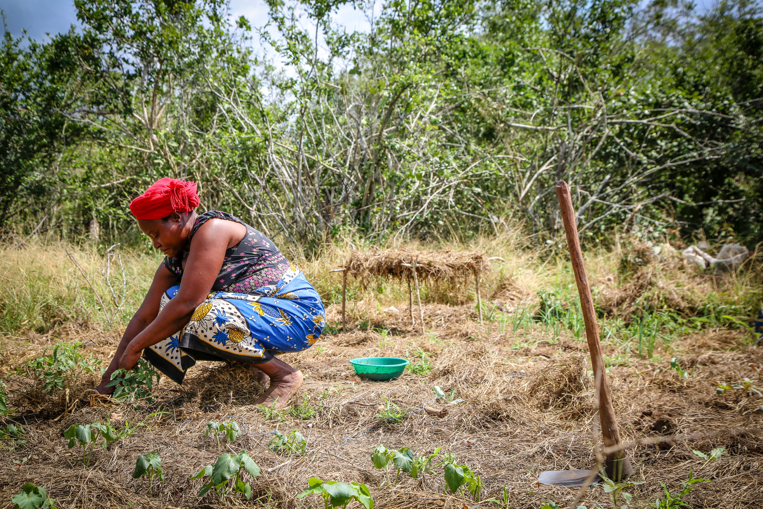 African woman crouching in a field to tend to her crops.