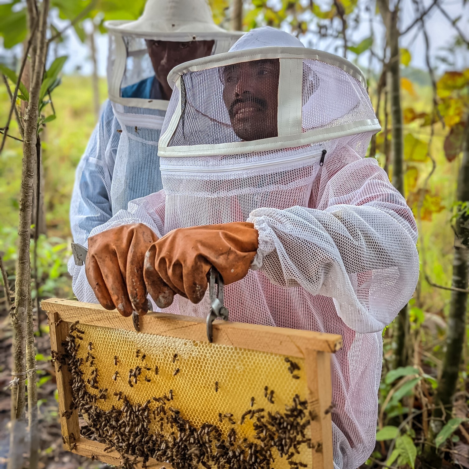 GC 2025_Beehive