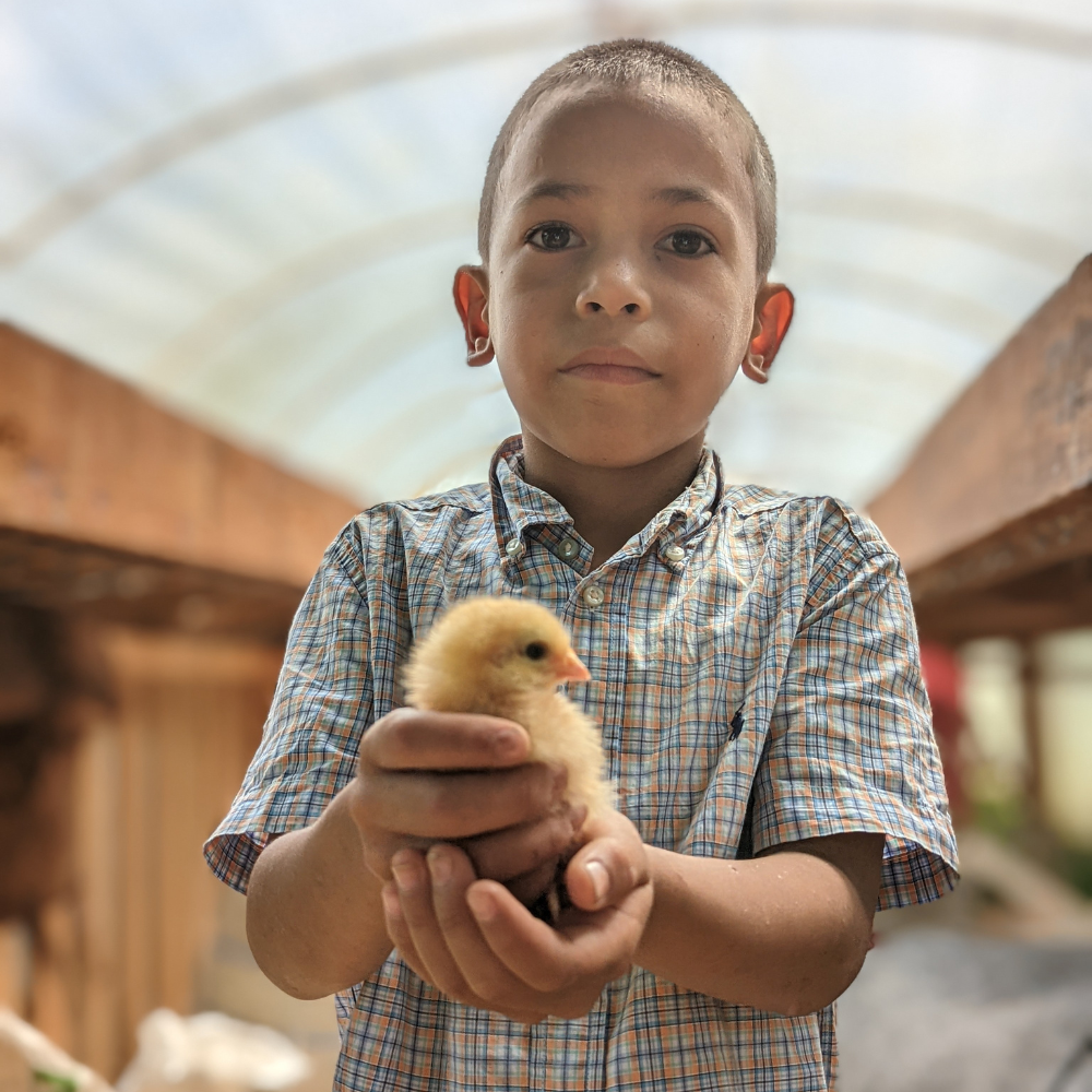 boy holding baby chick