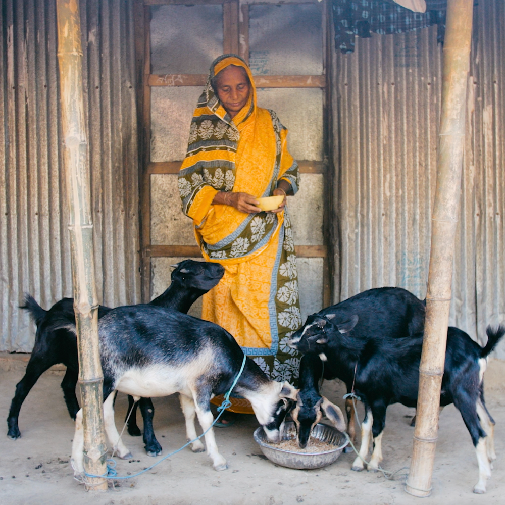 Bangladesh woman feeding her goats