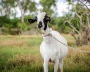 goat tied up in field
