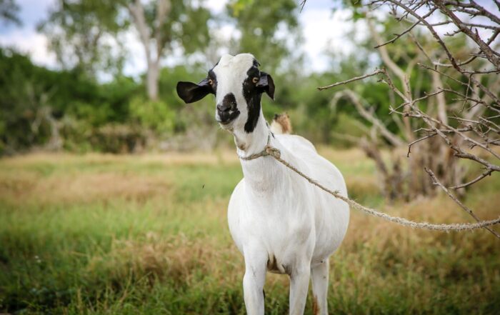 goat tied up in field
