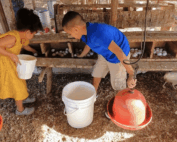 two children collecting eggs in chicken coop