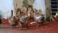 A group of ducks walking together in a rural courtyard, representing small-scale duck farming that supports family livelihoods in Bangladesh.