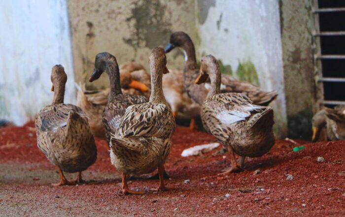 A group of ducks walking together in a rural courtyard, representing small-scale duck farming that supports family livelihoods in Bangladesh.