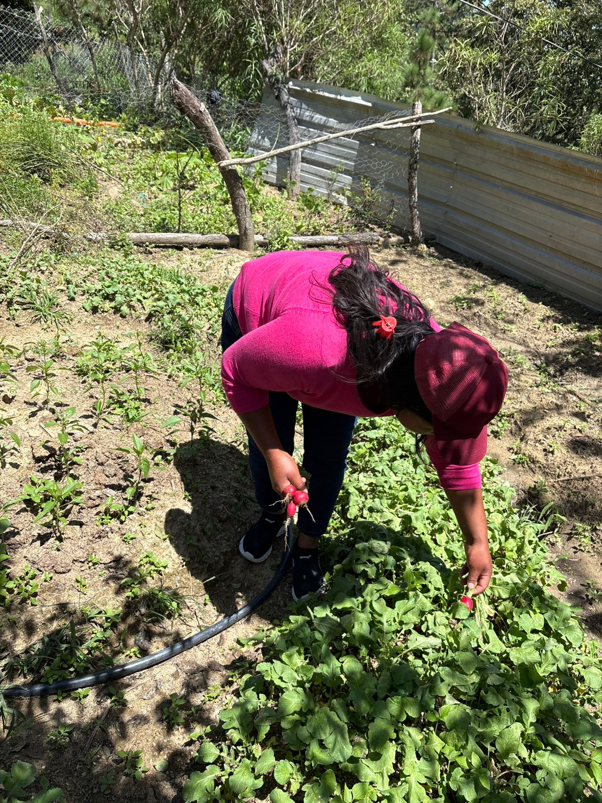 A person harvesting leafy green vegetables in a small kitchen garden with drip irrigation.